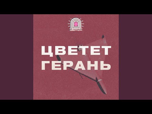 Цветет герань