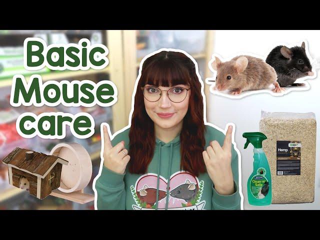 The basics of caring for Mice