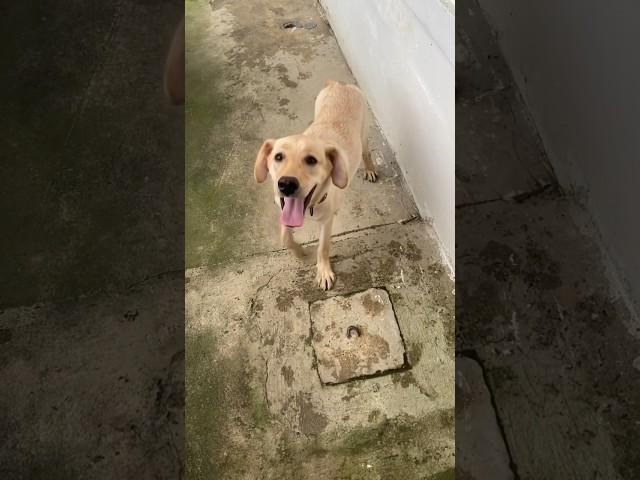 Dog says where is the spot? #doglover #dog #puppy #labrador #shorts