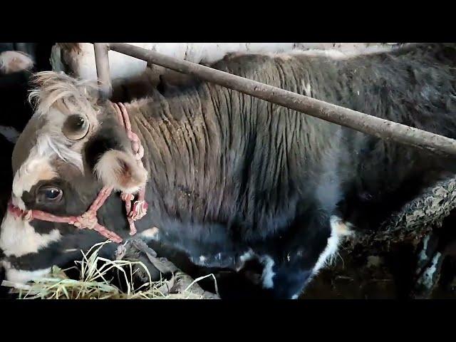 ПАРВАРИШИ ЧОРВОИ КАЛОН ВА МАЙДА ДАР ХОНА. тарзи хурок тайёркуни барои чорво.