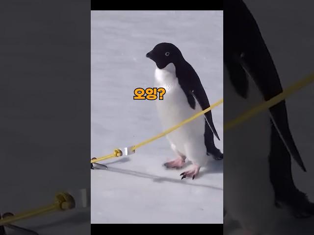 펭귄이 겁대가리 없는 이유