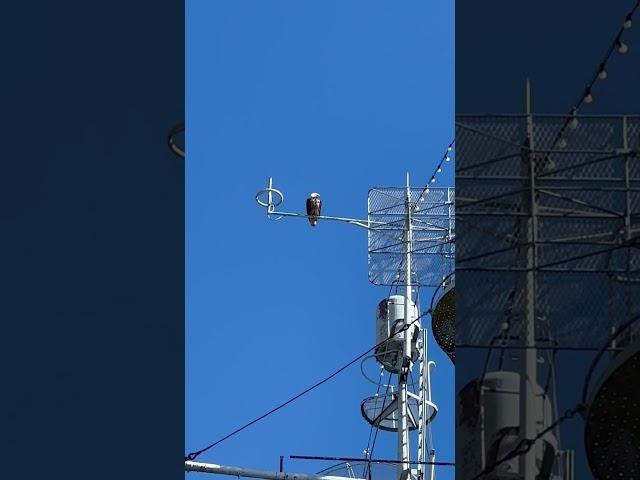 A bald eagle on the USS Alabama