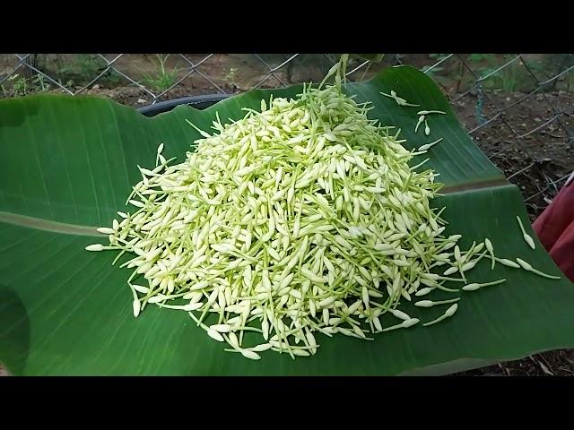 Mullai arumbu harvesting @thendral farming