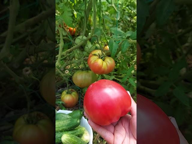 Pink tomatoes