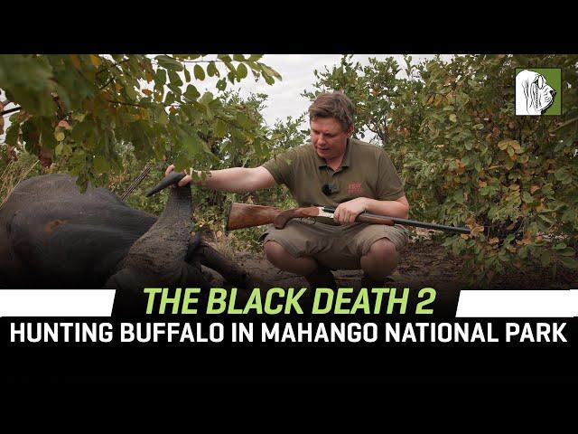 The Black Death 2 - Buffalo Hunting in Mahango National Park with Jofie Lamprecht