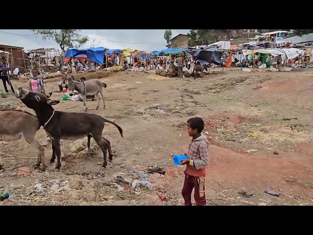 donkey mating