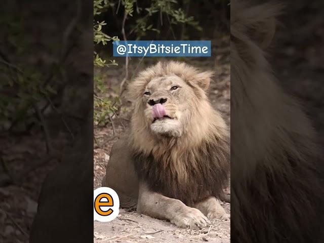 How long do LIONs sleep? | Educational Videos for Kids | @ItsyBitsieTime #IBTVideo #animalshorts