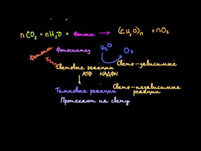 Фотосинтез (видео 2) | Фотосинтез | Биология