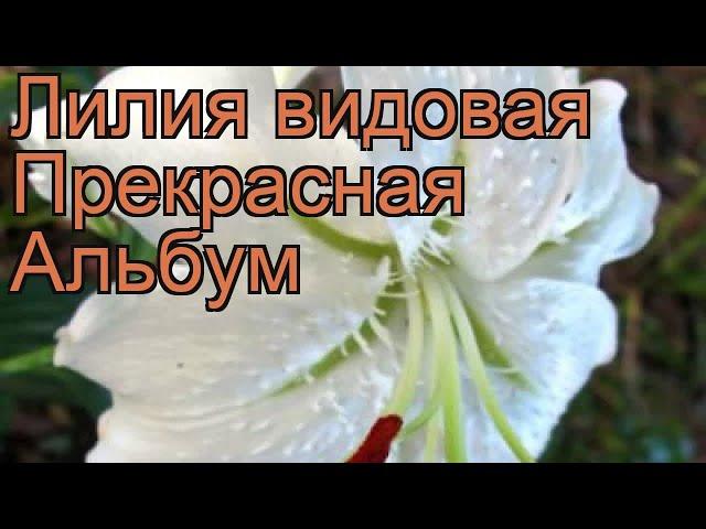 Лилия видовая Прекрасная Альбум (lilium)  обзор: как сажать, луковицы лилии Прекрасная Альбум