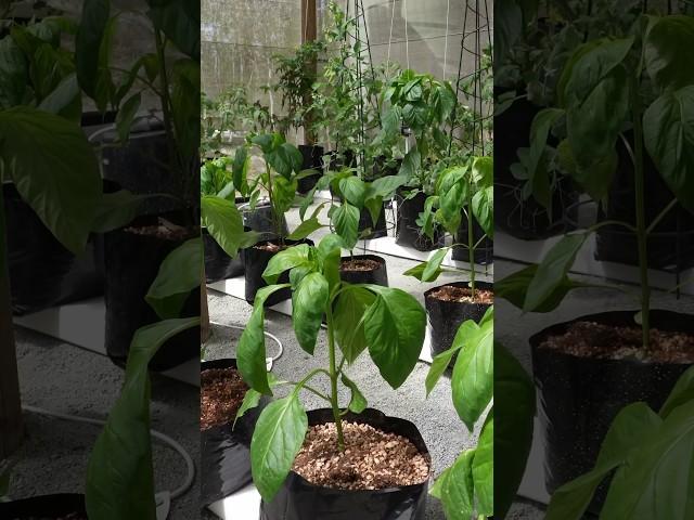 Grow plants without soil. #Hydroponics #RainGutterGrowSystem