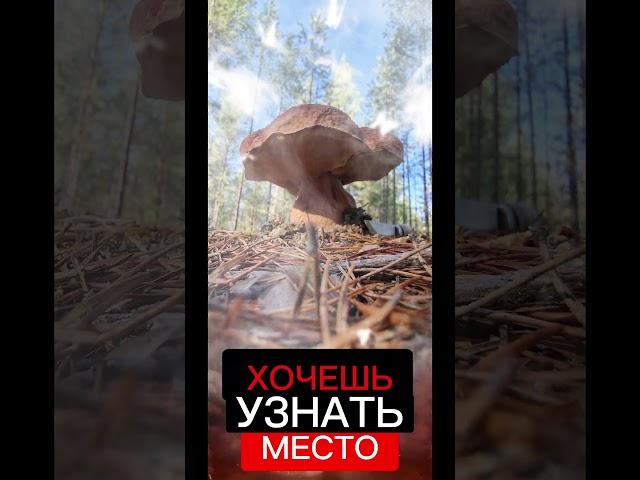 ГРИБНОЕ МЕСТО ТУТ