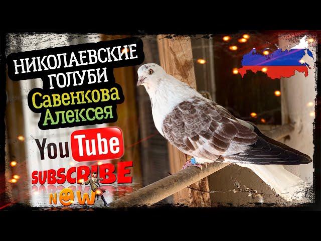 Николаевские голуби Савенкова Алексея. 2024г тел. +7 (927) 606-35-73