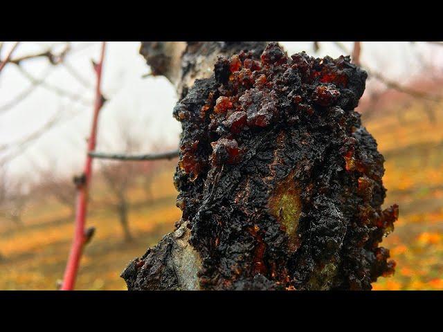 БОЛЕЗНИ ПЕРСИКА!!! Камедетечение,монилиоз,курчавость персика/Как с этим бороться?