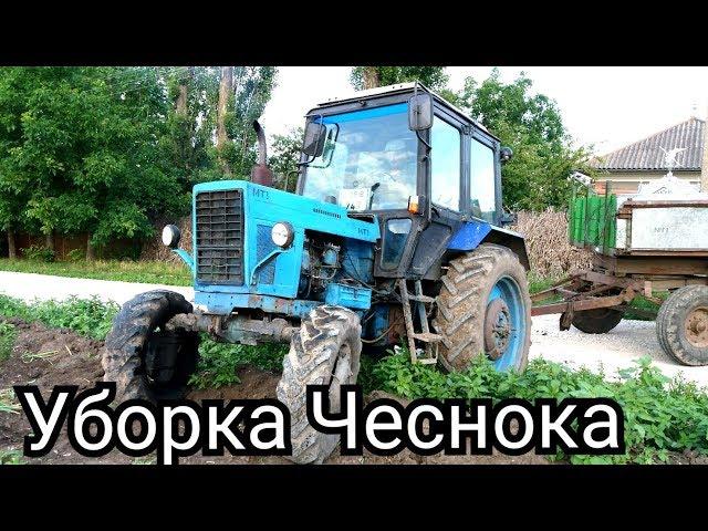 25.06.18МТЗ 82 и ПРИЦЕП 2ПТС-4УБОРКА ЧЕСНОКА