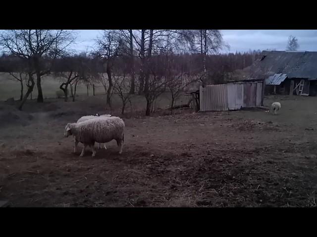 Овца мериноландшаф  в охотe, кроет Остин