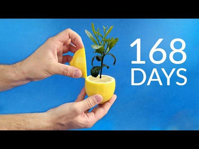 Growing LEMON TREE Time Lapse