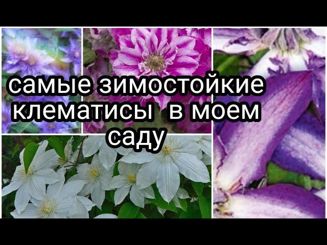 САМЫЕ ЗИМОСТОЙКИЕ КЛЕМАТИСЫ В МОЁМ САДУ !