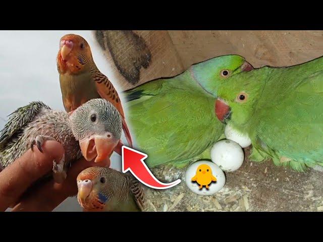 indian Ringneck Parrot Breeding Tips 