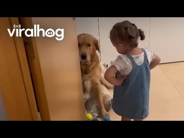 Dog Gets Scolded For His Crimes || ViralHog