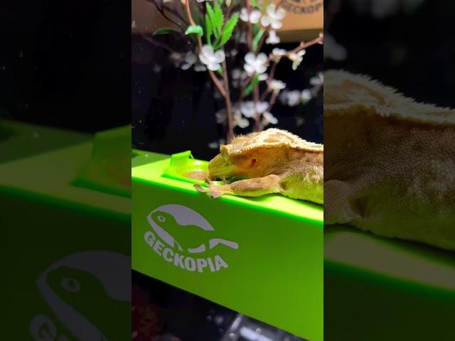 Crested Gecko’s Favorite Place to Hang Around
