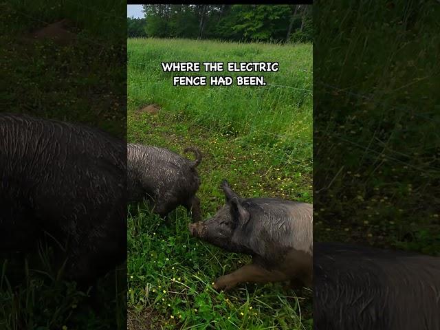 It Only Took a Few Bites and That's When I Knew . . . #pasturedpigs #covercrops
