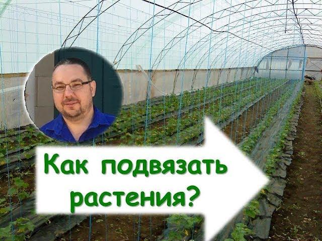 Подвязка растений в теплице. Как подвязать растения? Шпалера - функции и устройство.