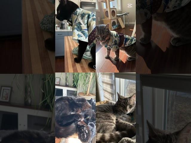 Welcome to machi and milo world ‍⬛￼