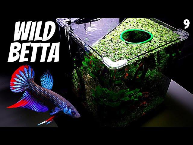 Wild Betta Imbellis (Wild Betta Tank Setup)(EP9 Betta Tank) – Wild Betta Unboxing