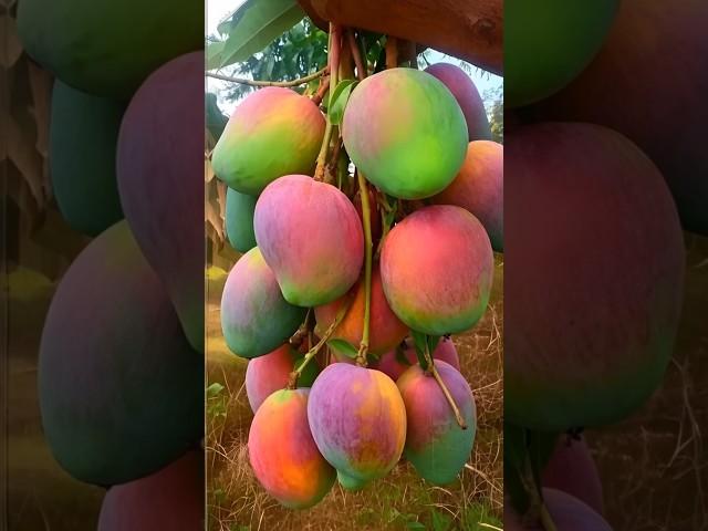 MANGO Trees Are Easier to Propagate Than You Think #mango