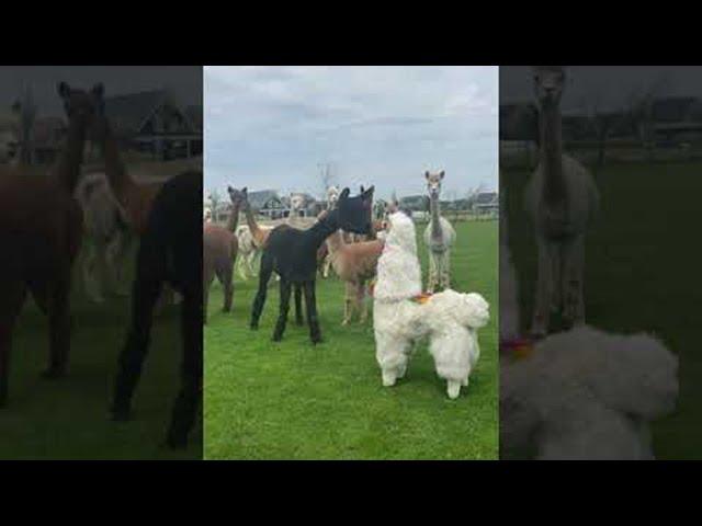 Alpaca Imposter || ViralHog