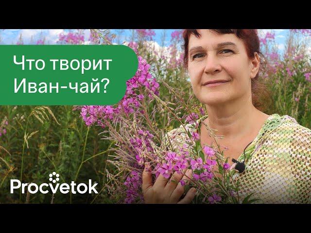 Что будет, если пить Иван-чай каждый день? Остановит старение, укрепит иммунитет и это еще не всё!