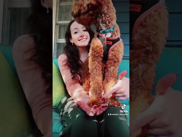 Singing an Irish Lullaby to My Puppy️