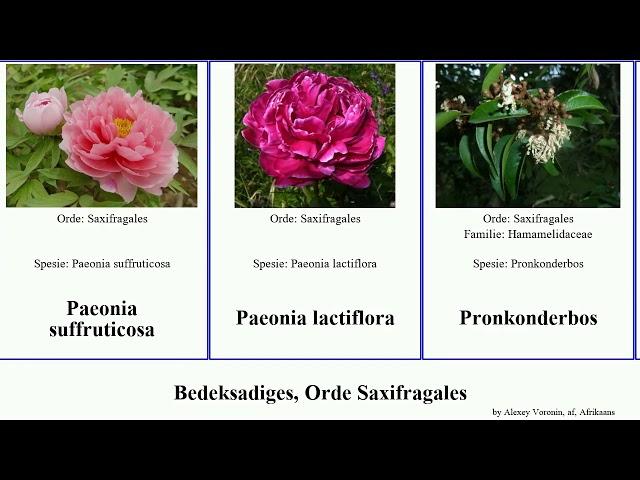 Bedeksadiges, Orde Saxifragales angiosperms Paeonia longiracemosum lactiflora Walker Kiewieteiers