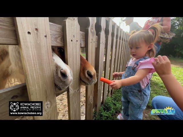 The Miniature Horses at Kowiachobee Animal Preserve in Naples, FL