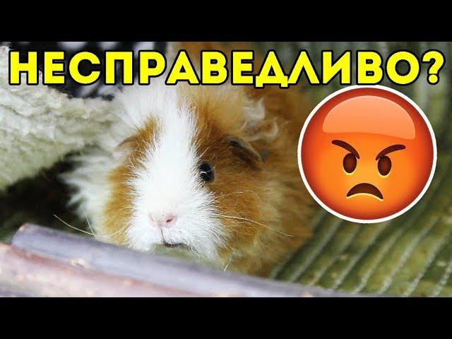 Почему РАЗДЕЛИЛА свинок именно так? ГДЕ СПРАВЕДЛИВОСТЬ / ПОДЕЛИЛА СТЕЛЛАЖ