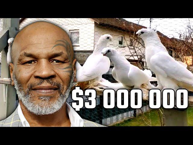 Майк Тайсон дал $3,000,000 голубям! Двухчубые голуби. Tauben. Pigeons. Palomas. Pombos. 비둘기.