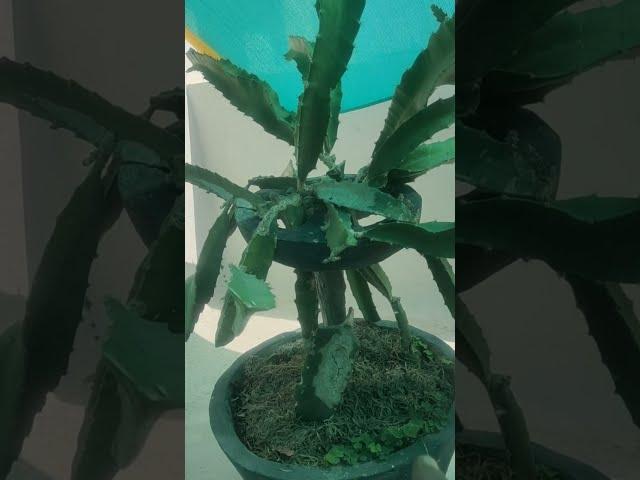 Dragon fruit plant video।                    #video