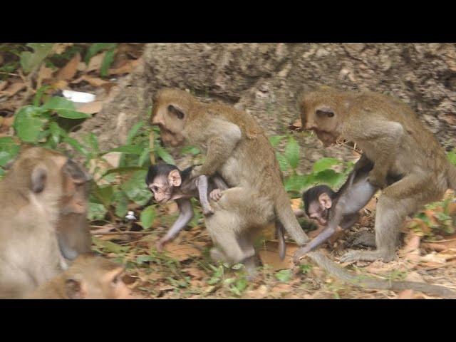 Mohanokor Troop Monkey : family monkey meeting and relaxing