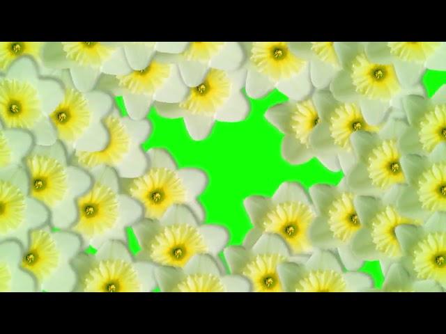 Хромакей цветы переход - Transition Green Screen flowers pack