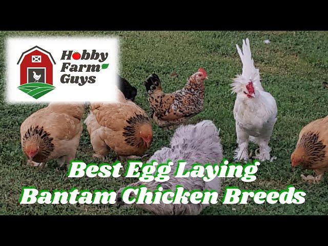 Best Bantam Chicken Breeds for Egg Production