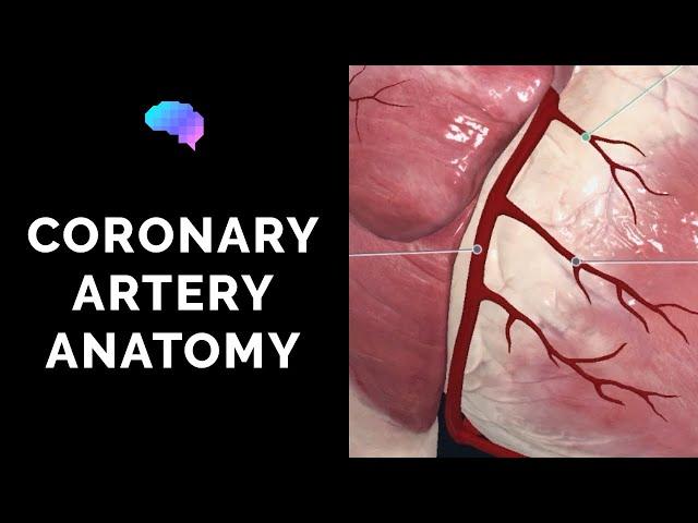 Coronary Artery Anatomy (3D Anatomy Tutorial) | UKMLA | CPSA | PLAB 2