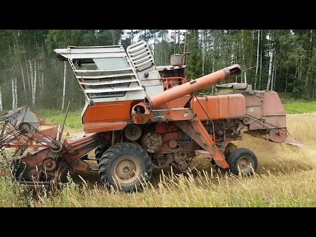 Niva SK-5 harvesting wheat 2019