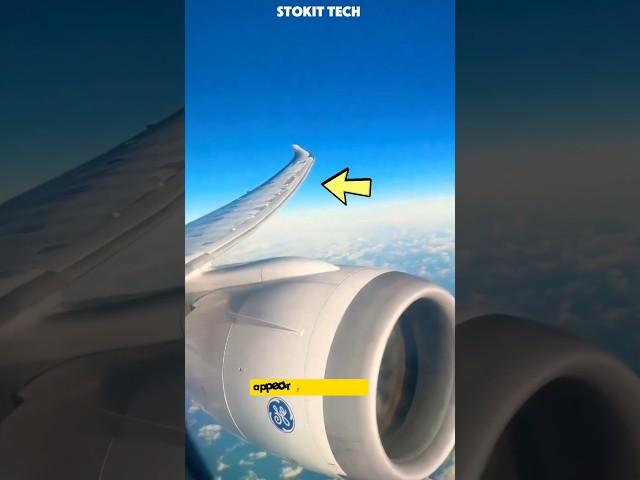 The Science Behind Wing Movement During Flights.