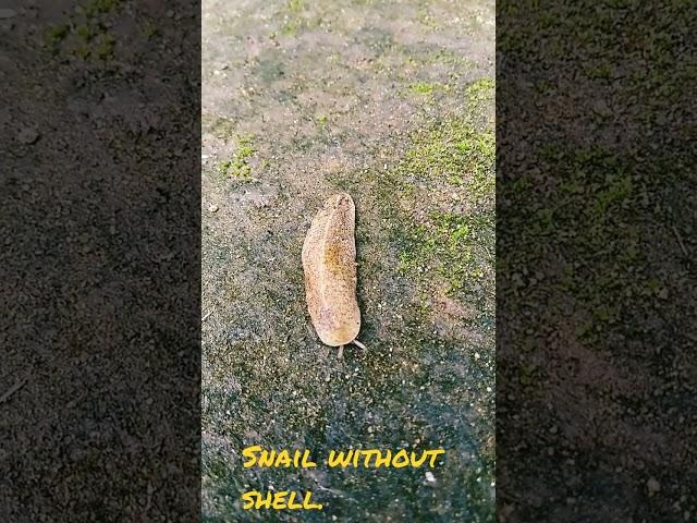 Snail without shell.#short