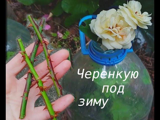 Cuttings of roses in deep autumn on the street. An effective and hassle-free way.