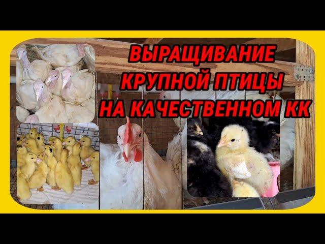 Большие и маленькие бройлеры, индюкам больше 2 месяцев и другая птица в домашнем хозяйстве.