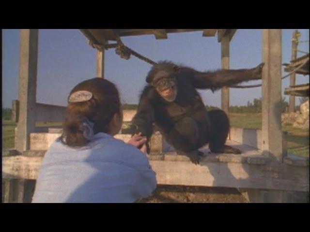 Emotional Reunion with Chimpanzees