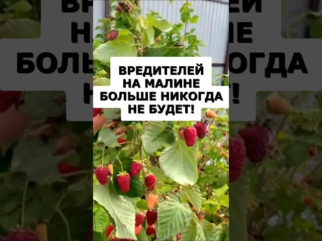 Вредителей на малине больше никогда не будет #огород #дача #сад #урожай #малина