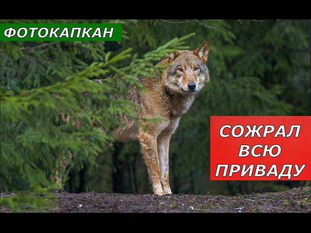 Фотокапкан. Волк на приваде - как у себя дома!