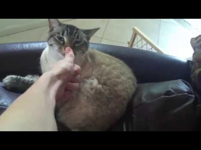 How-To Pet a Generic Cat